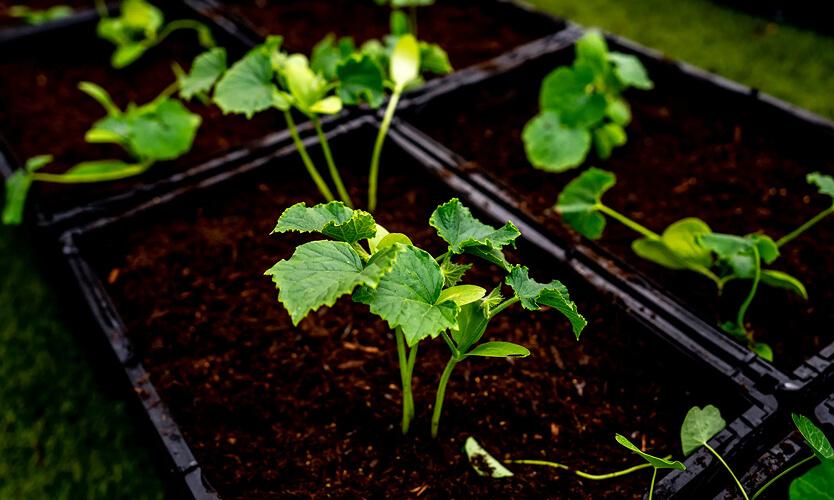 Young seedlings growing in sectioned raised garden bed modules on a rooftop