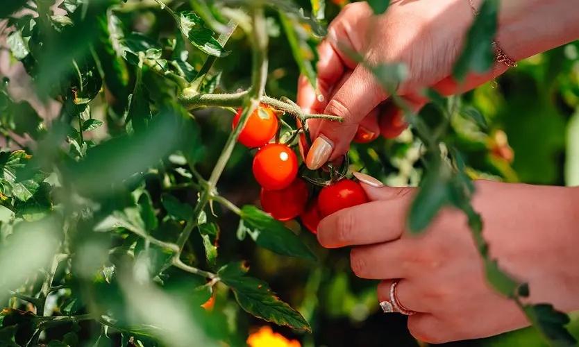 Hands picking ripe cherry tomatoes from a vine in an urban rooftop garden