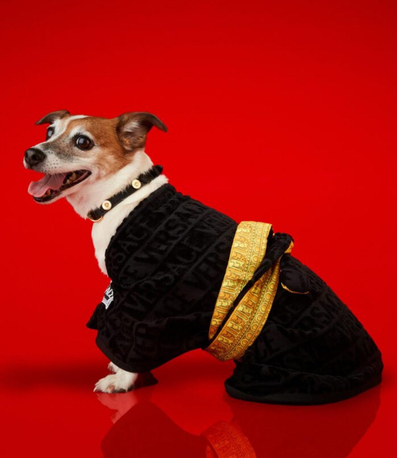 Fashion paw