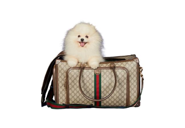 Pet Carrier with Web at Gucci