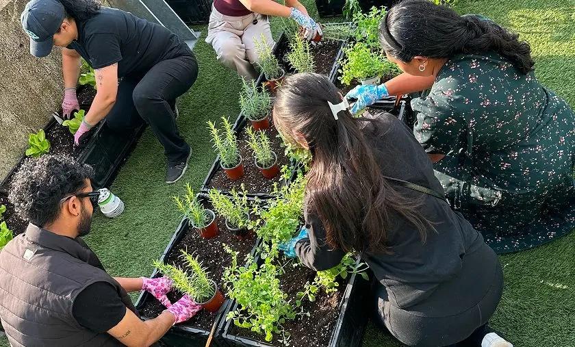 Group of volunteers planting herbs in raised garden beds outdoors