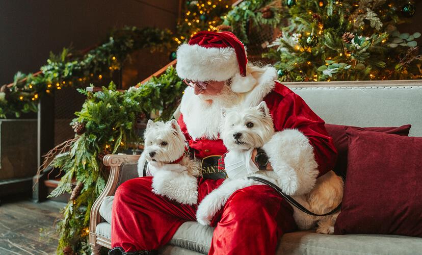 Family & Pet Photo Studio