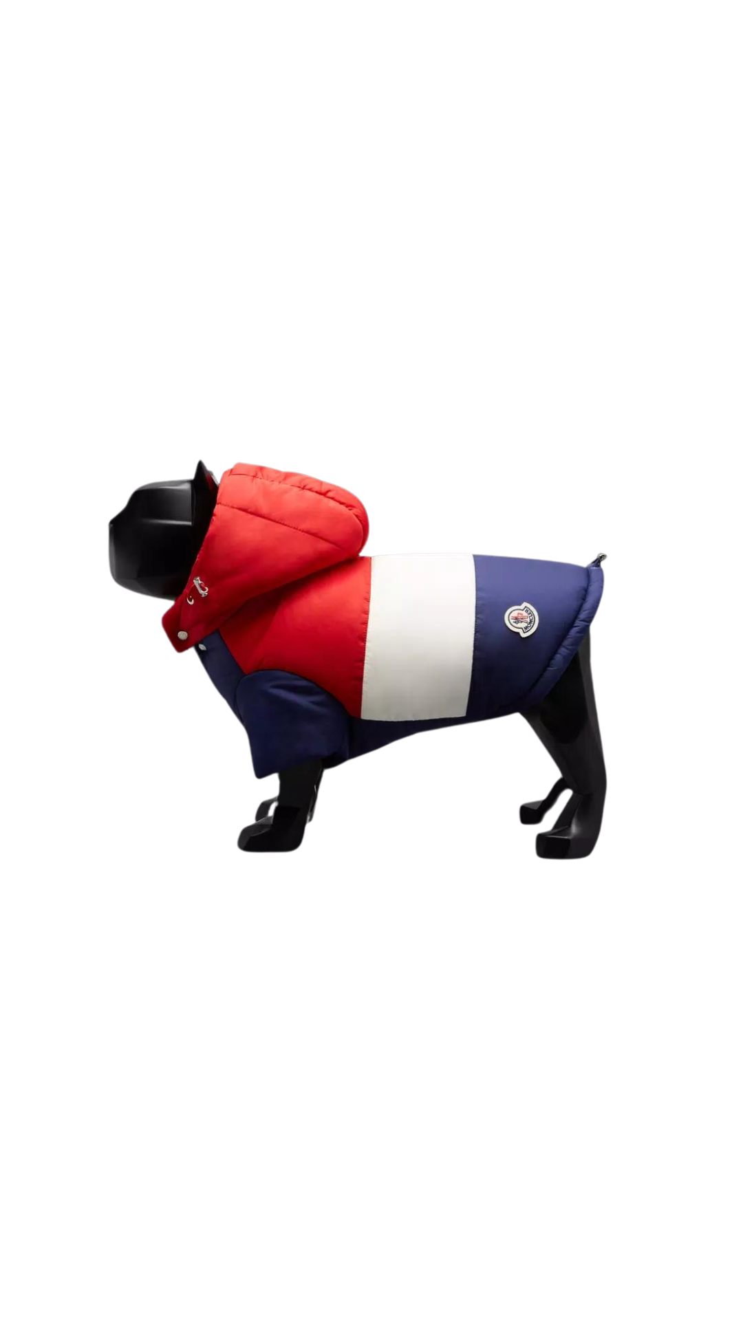 A Black and white dog wearing a Moncler puffer jacket in red, white and blue.