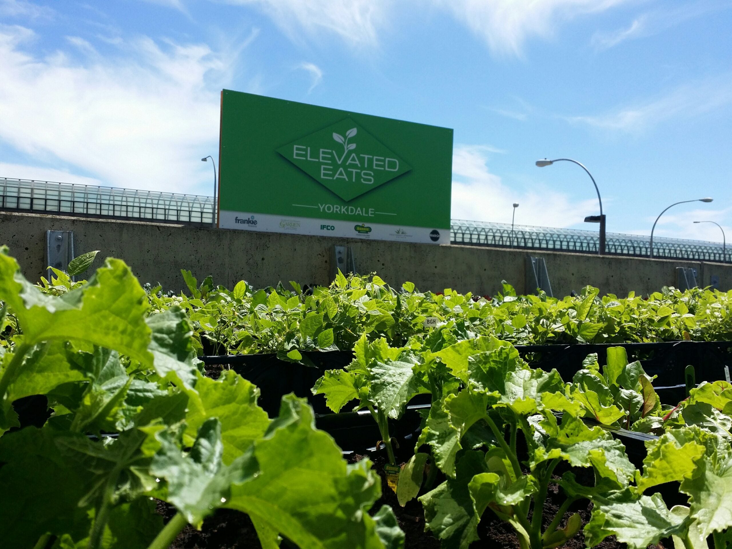 The rooftop garden with plants and lettuce for harvest.